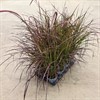 PENNISETUM 14 CM FIREWORKS 1X8